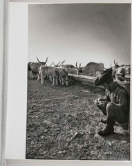 Vintage Black & White Photograph Hungarian Rancher Cowboy Cattle Watering