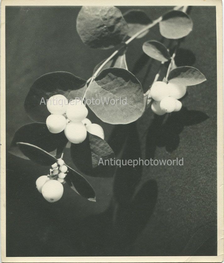 White berries branch antique still life photo by Hanna