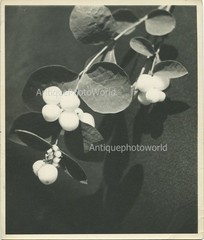 White berries branch antique still life photo by Hanna
