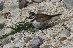 Killdeer Nesting and with day old Young Photo- Pick one Image – Various Sizes
