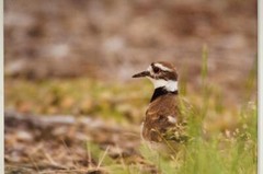 Tom Adams Photography Wildlife Killdeer in Forest Oregon Matted Photo Art 8×10