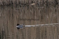 Green Winged Teal Photo, Pick One Image – Various Sizes