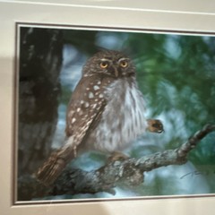Thomas Mangelsen “Owl” signed numbered framed color photo