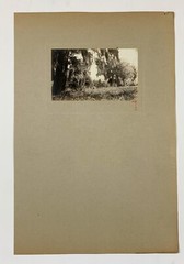 Signed Rudolf EICKEMEYER Spanish Mosses, 1921 Silver Print Photo