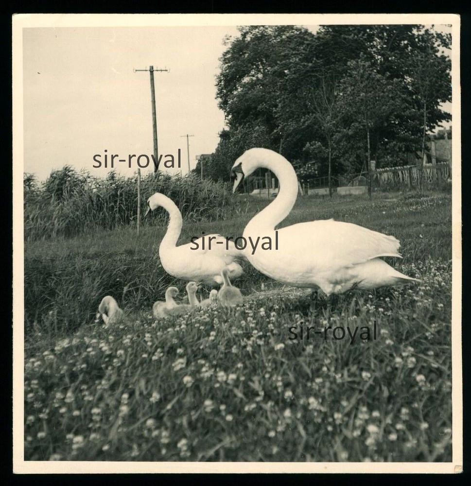Swan Pair with Small Chicks – 1950s 1960s – Photo 9x9cm