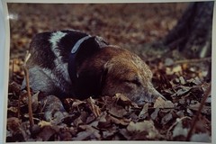 Vintage Film Photo France Hunting Horse Dog 24x30cm 1970