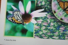 Monarch Collection Butterfly Collage Photo signed & numbered Print 9 1/2″x13″
