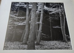 Brett Weston – Elm/Beech Forrest, Netherlands 1971 – Signed, Silver Photograph