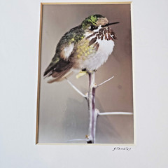 Jim Stamates Calliope Hummingbird Wildlife Low Impact Photography Matted Signed