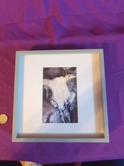 Cow Steer Skull Card Photo Framed And Matted, 8.5″ X 8.5″