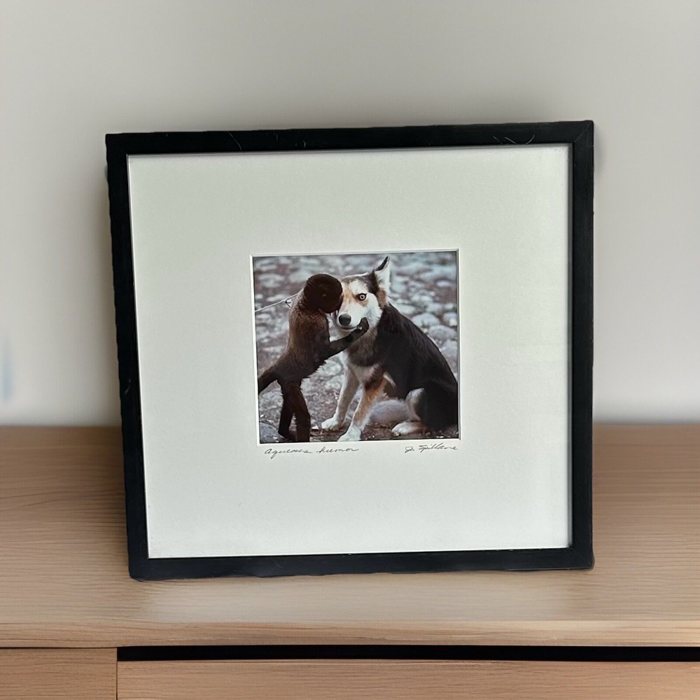 “Aquaeous Humor “ Dog & Monkey Matted And Framed By Jim Spillane photography.