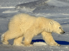 Polar Bears Mother and Cub Photograph Print, signed, sealed in plastic 13″ x 19″