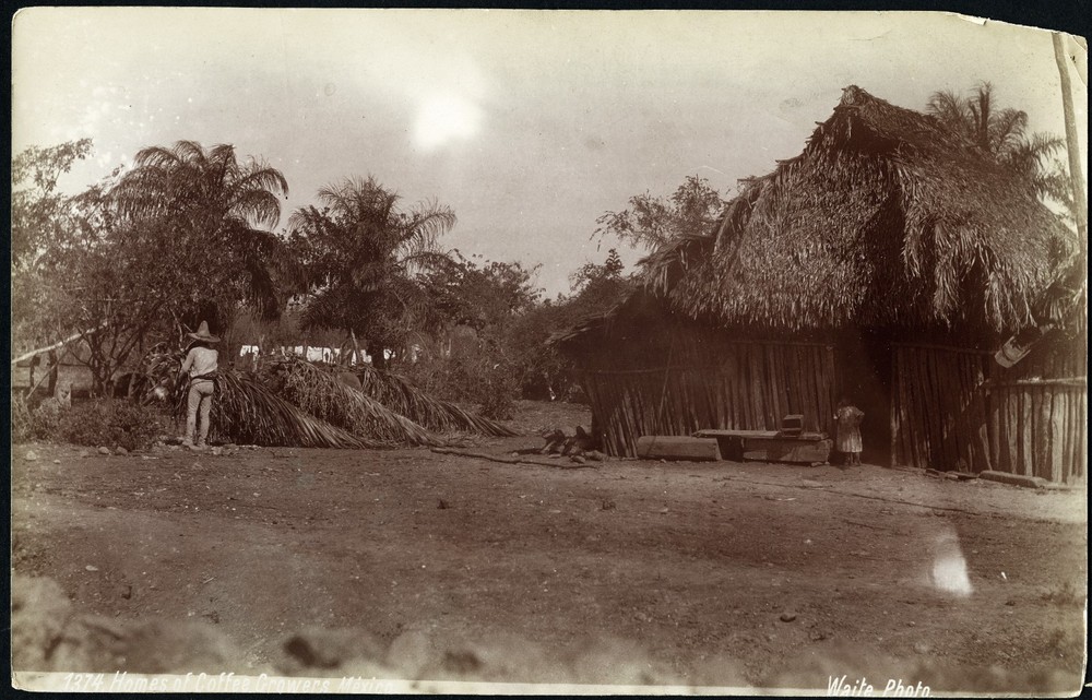 Larger size C. B. WAITE photo, Homes of coffee growers, Mexico, rare, , Vintage