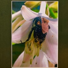 MICHAEL RAY Original Vintage Signed Long Island NY Floral Still Life Photograph