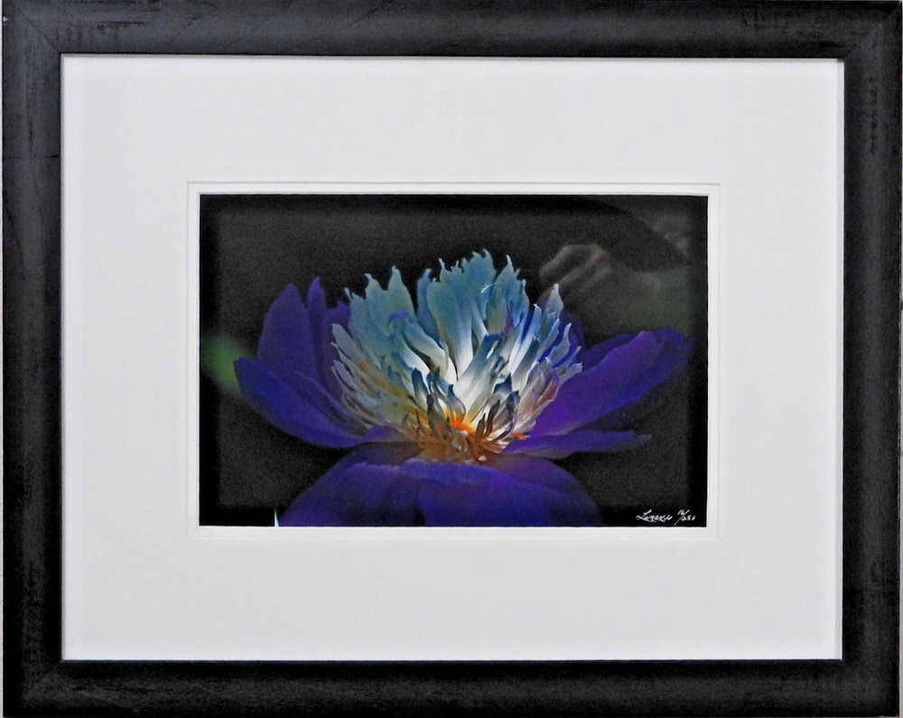 Perfect #16 of 250 18″x24″ Color Photograph Professional Frame Mat Flower