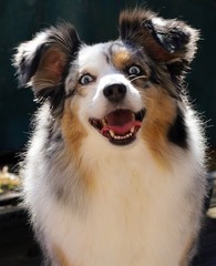 Fine Art Photograph Prints ( One Happy Dog )