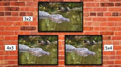 Alligator in the Everglades, High Resolution Image, Many Formats, TV Art