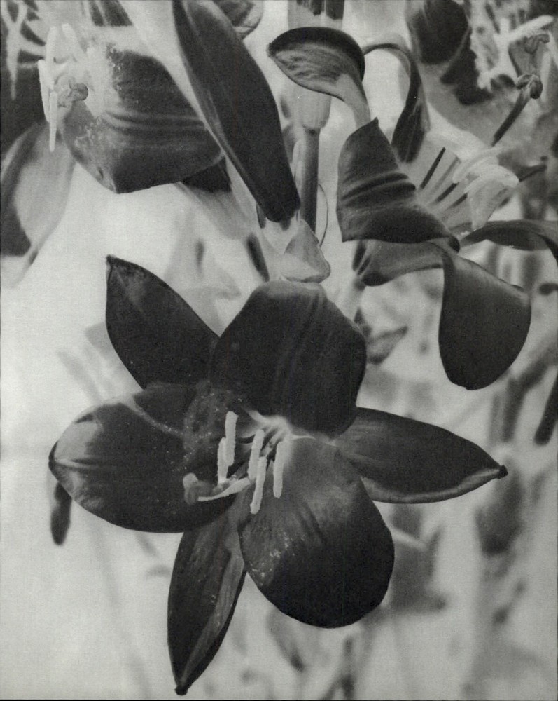 1975 Man Ray Negative Image of Day Lily Flower & Buds Art Photo Gravure
