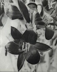 1975 Man Ray Negative Image of Day Lily Flower & Buds Art Photo Gravure