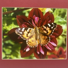 Matted Butterfly On Flower Photo Print 11 X 14 Wall Art Gallery Decor