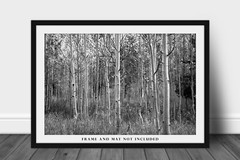 Black and White Photography Print of Aspen Tree Grove on Autumn Day in Colorado