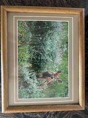 Framed Twin Mule Deer Fawn Wildlife Photography By J.R. Hunter (Signed)