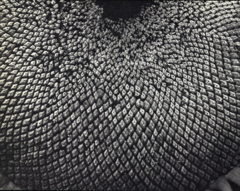 1920 1963 Sunflower in Seed Edward Steichen Art Photo Photogravure 11 X 14