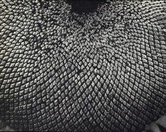 1920 1963 Sunflower in Seed Edward Steichen Art Photo Photogravure 11 X 14