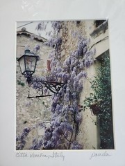 Original Matted Photograph Wisteria in Civitavecchia, Italy 9″x12″ by Pamela J