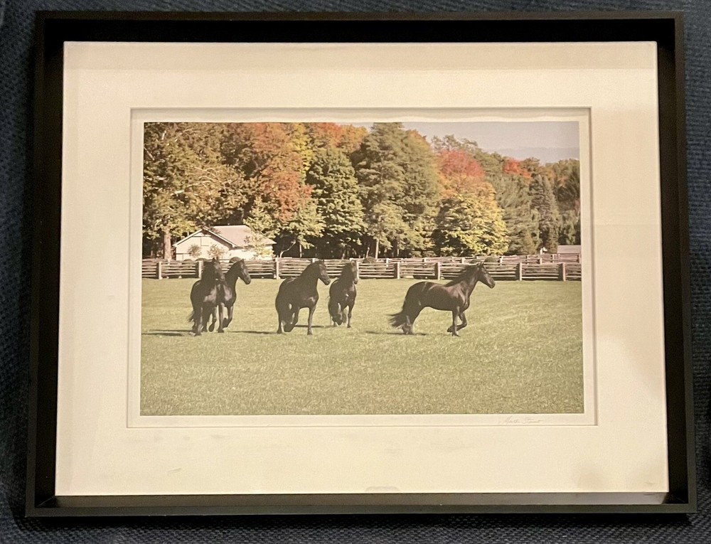 Martha Stewart Photography Collection FRAMED Photo Friesian Horses In Paddock