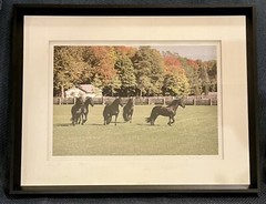 Martha Stewart Photography Collection FRAMED Photo Friesian Horses In Paddock