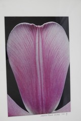 ARTIST PHOTOGRAPHER SIGNED AMALIA ELENA VERALLI PHOTO BOTANICAL TULIP PETAL 2002