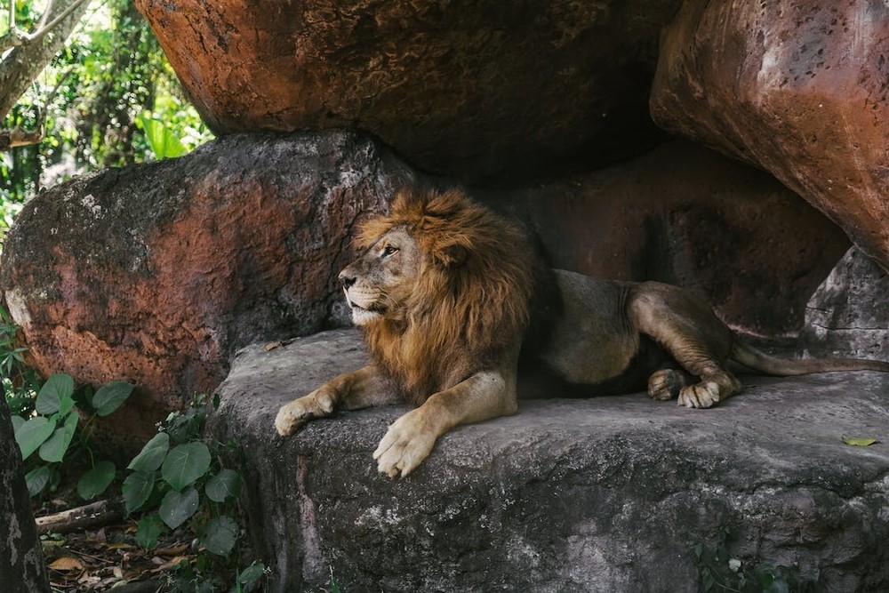 Digital Image Picture Photo Pic Wallpaper Background Lion Sitting alone 13