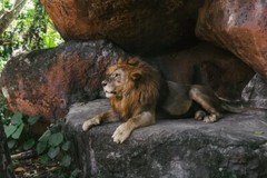 Digital Image Picture Photo Pic Wallpaper Background Lion Sitting alone 13