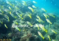 Digital Image Picture Photo Pic Andaman India underwater coral life scuba AND093