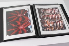 Photo Album – FISH MARKET Art Original Photography 40 – 5″ x 7″ Art Prints