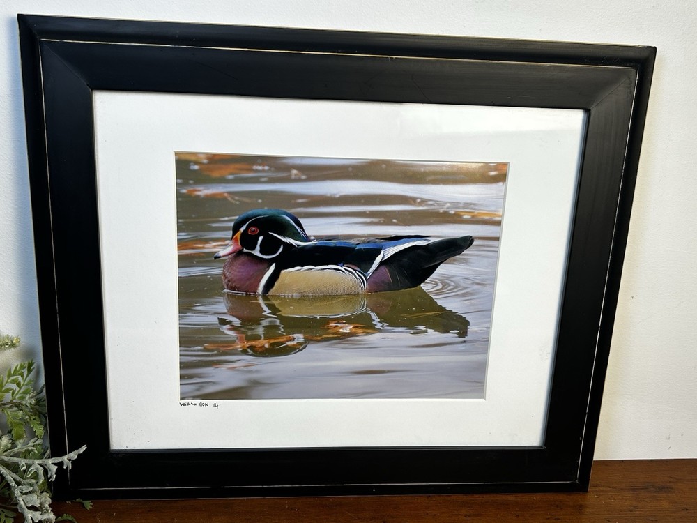 Male Wood Duck Signed Photograph William Dow 2014 Matted And Framed 17”x14”