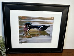 Male Wood Duck Signed Photograph William Dow 2014 Matted And Framed 17”x14”