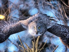 Feiler Owl ! “dive” Nature Photography Sig Beautiful from Vegas gallery art!