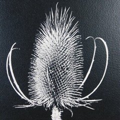 2 Black & White Thistle Foam Mounted Signed D Carlton Photo Pacific NW Artist