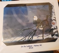 L@@k!!! BALD EAGLE PICTURE «On The Lookout» WILDLIFE 20″ Wide X 16″ Tall