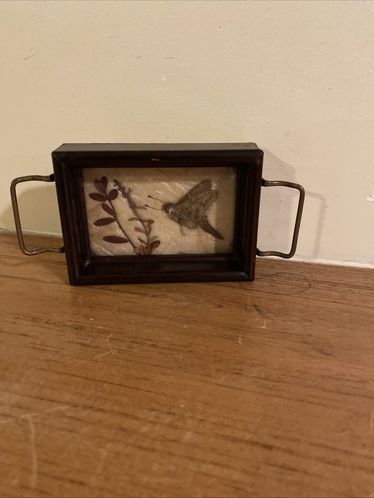 Vintage Fred Thompson Oddities Miniature Tray Art Pressed Moth & Plant Stamped
