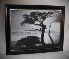 «Cypress Silhouette» Monte Nagler Poster Print 11″x9″ B & W Framed Photo w Glass