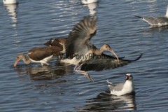 Ibis Photo, Pick One Image – Various Sizes