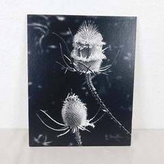 2 Black & White Thistle Foam Mounted Signed D Carlton Photo Pacific NW Artist