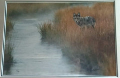 «Misty Morning Creek – Coyote» by Thomas Mangelsen – Limited Edition of 950
