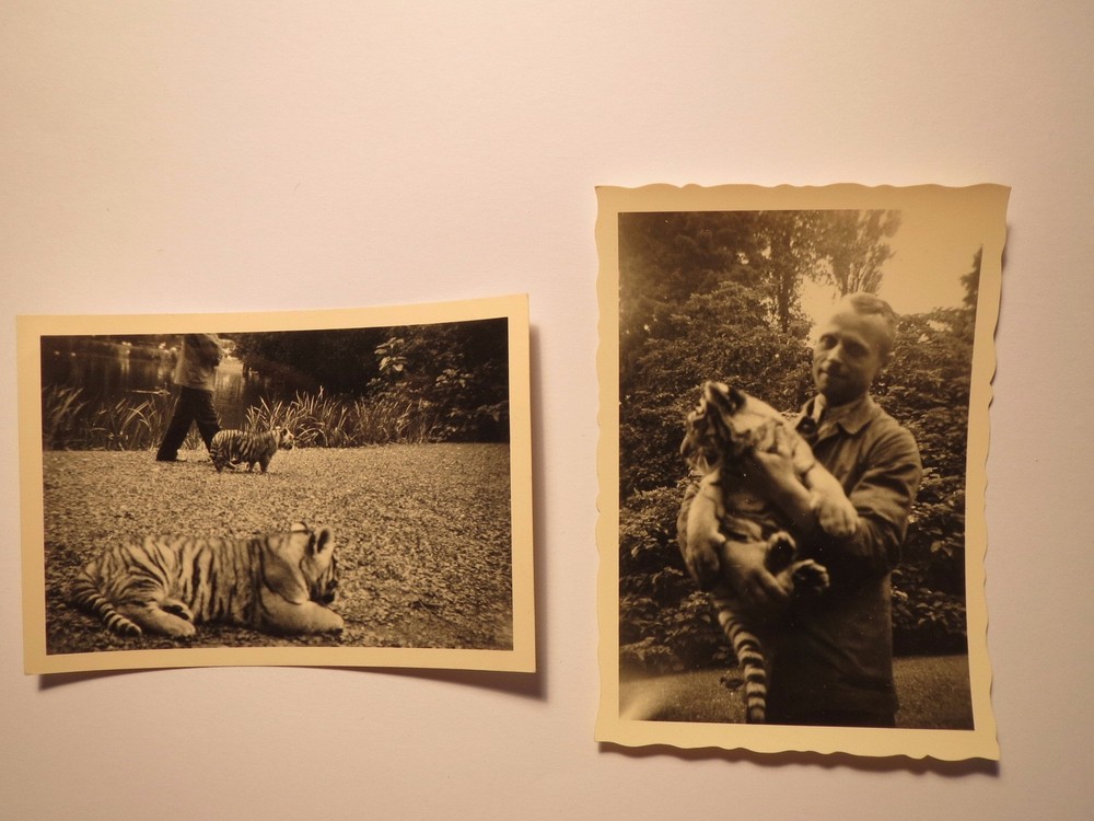 Little tigers in the zoo / 2x photo