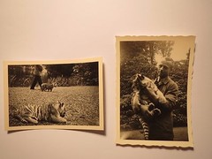 Little tigers in the zoo / 2x photo