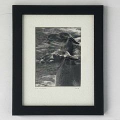 Art Photograph Two Llamas «Old Friends» Signed Rose Arizona Wildlife Photography