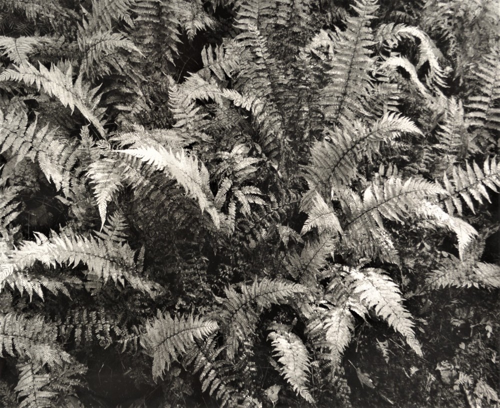 Autumn ferns on the trail, Elk Lake – Thomas Teich
